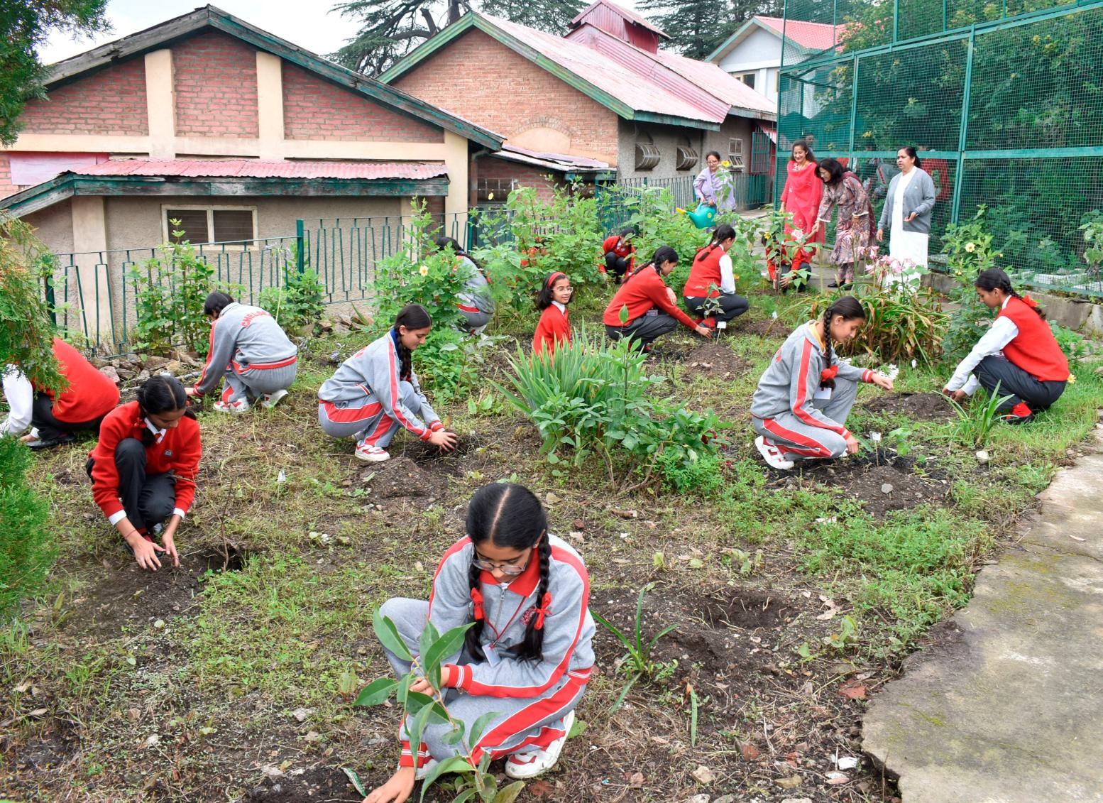TREE PLANTATION ACTIVITY